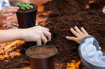 Closeup view of hands toddler planting young beet seedling in to a fertile soil