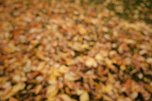 Blurry autumn leaves
