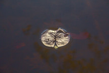 lily pad in a pond 