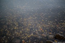 Fall leaves floating on a stream.