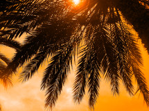 palm fronds silhouetted against an orange sky and sunset in a tropical middle eastern image with black and orange primary colors against a glimmering sun burst sunset. 