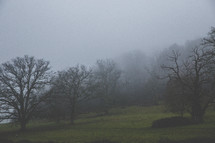 A hazy scene of trees and grass.