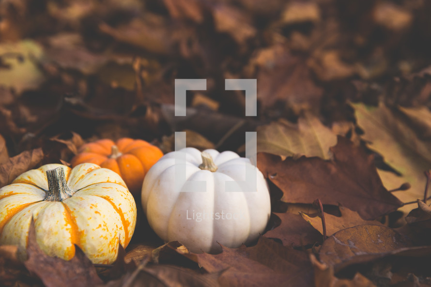 pumpkins in brown fall leaves 