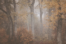 a very misty and foggy forest on an early autumn day