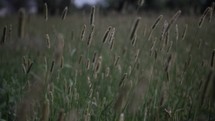 Farmland grass used for bailing hay blowing in the wind in cinematic slow motion.