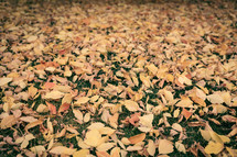 Fall leaves on grass