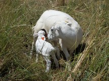 mother sheep and lamb