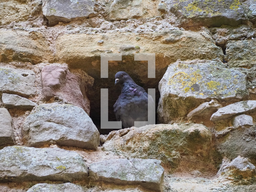 domestic pigeon animal in a hole in stone wall