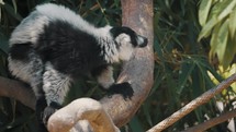 CLose up of Black-and-white ruffed Lemur On Tropical Rainforest In The Island of Madagascar. 