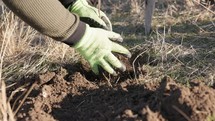 Tree Planting - Person's Hand In Gloves Covering Tree Sapling With Soil. - close up shot	