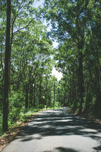 tree lined rural road 