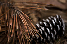 pine needles and pines cones 