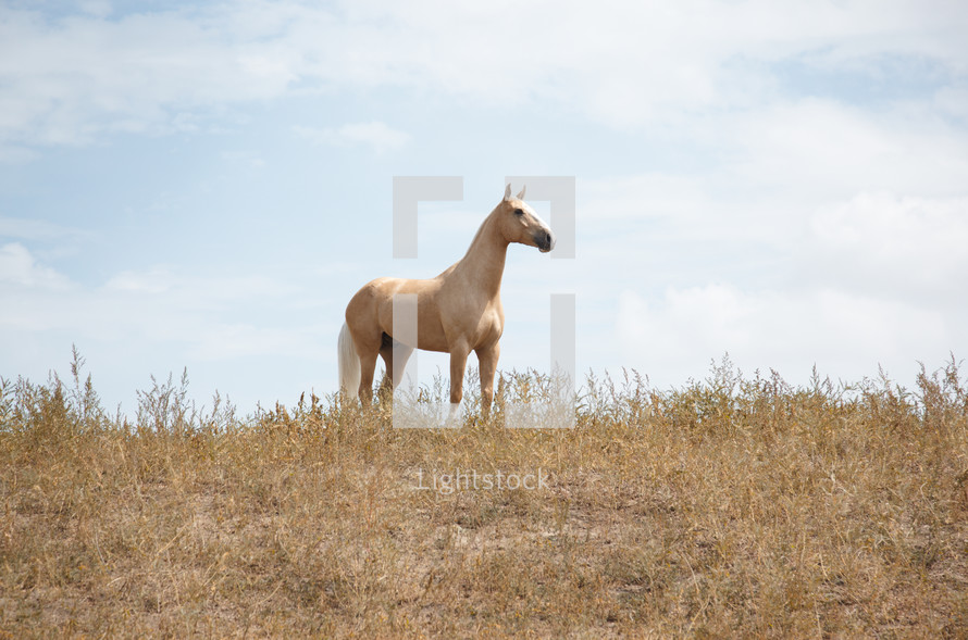 a tan horse in a pasture 