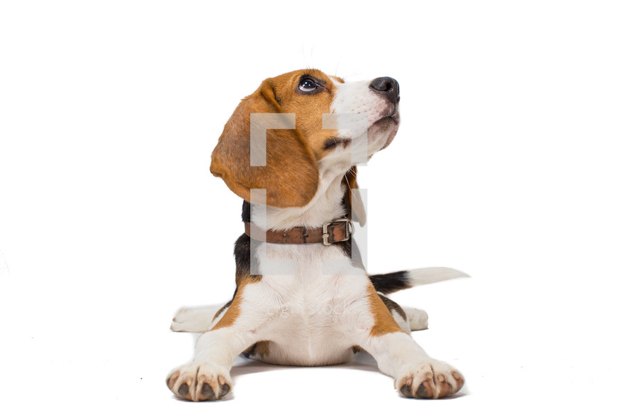 a beagle dog on a white background looking up 