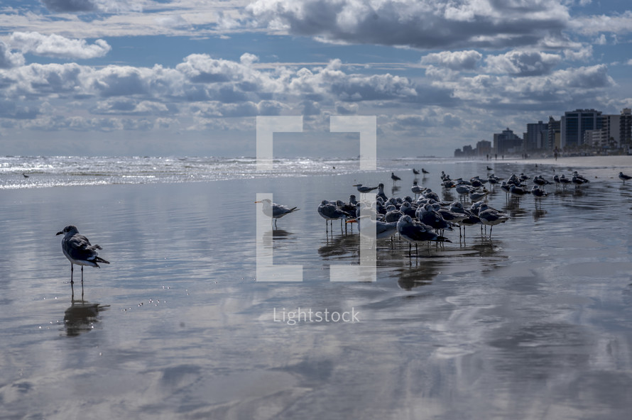 seagulls on wet sand 