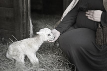 pregnant Mary petting a lamb in a stable 