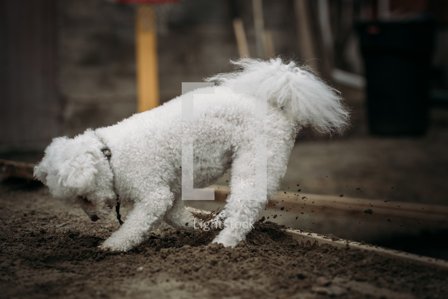 dog digging in dirt 