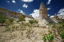 vineyard at the geological rock formation in Cappadocia, Turkey
