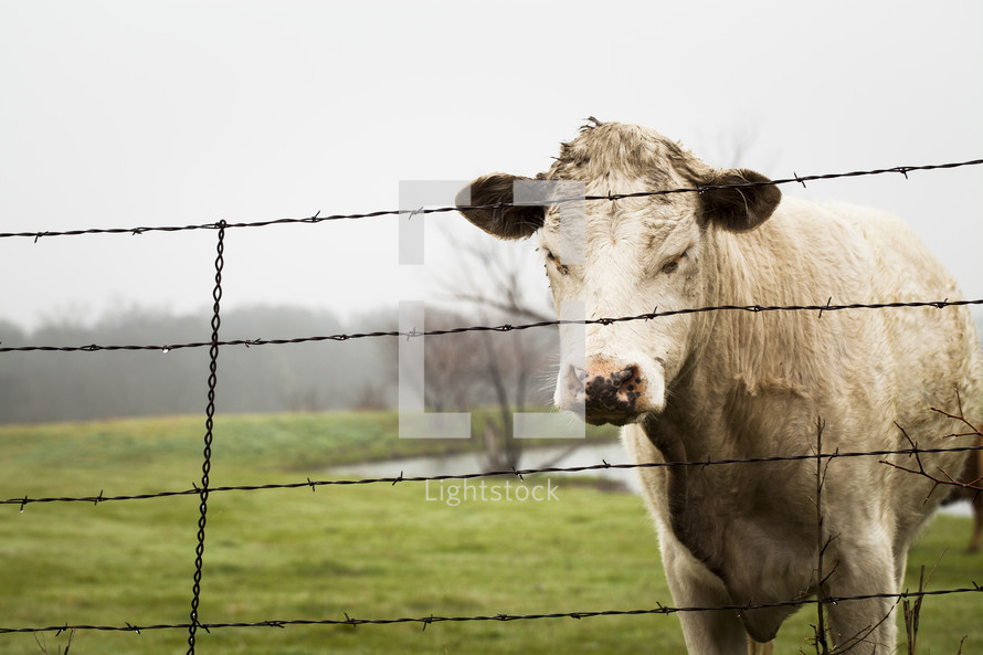barbed wire and a cow 