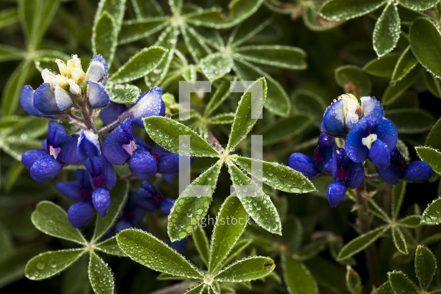 blue flowers closeup 
