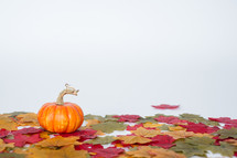 Miniature pumpkin on fall leaves.