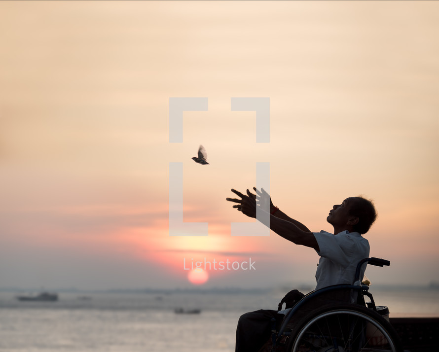 man in a wheelchair releasing a bird 