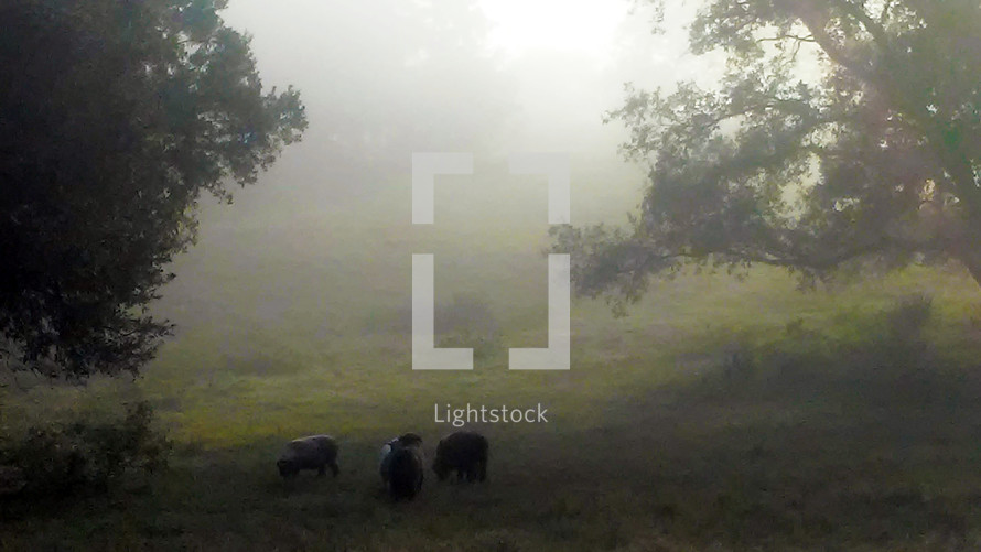 sheep grazing in a flock in a foggy field 