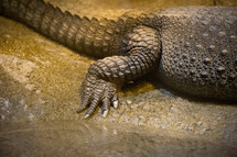gator tail 