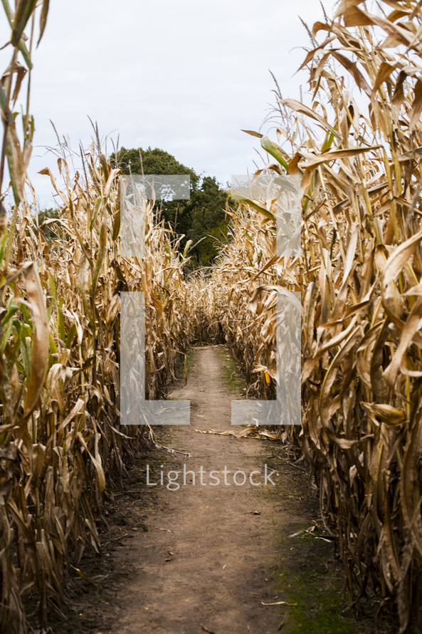 A path between dried stalks of corn.