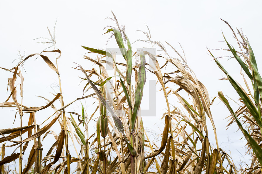 dry corn 