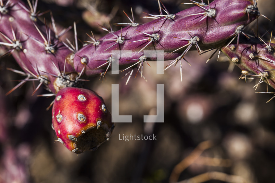 flower and spikes on a cactus 