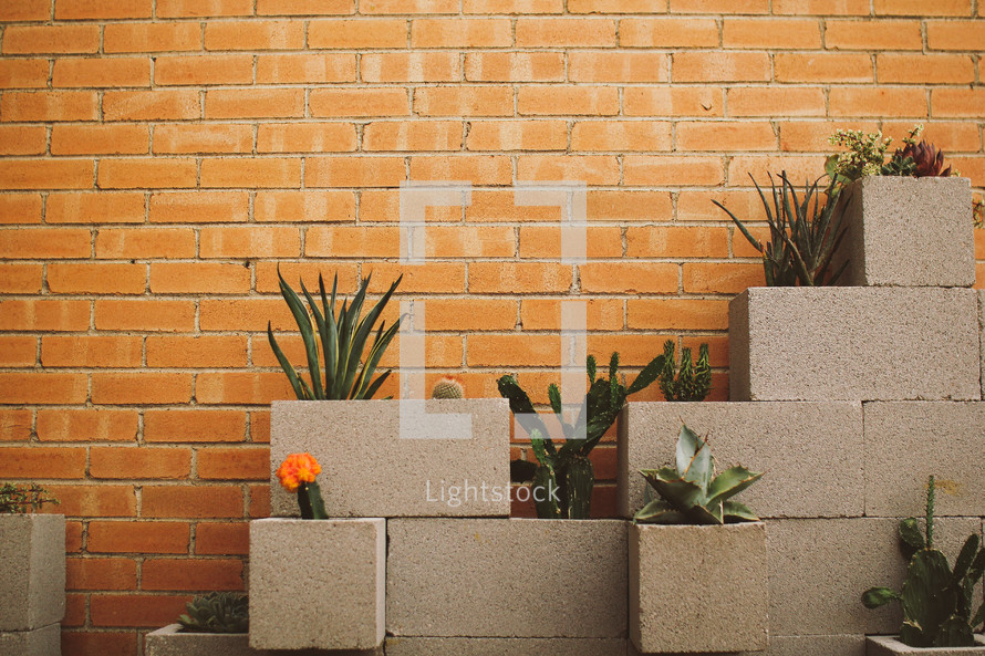 cactus in mason blocks 