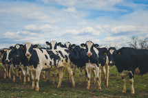 cows on a farm 