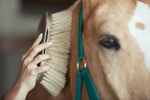 woman brushing a horse 