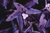 purple leaves and flowers 