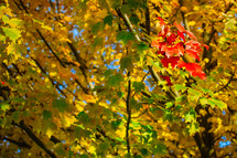 autumn leaves on a tree branches 