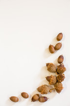 acorns 
