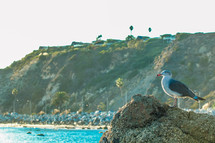 seagull on a rock 