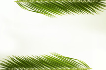 palm frond border 