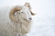 a ram in snow 