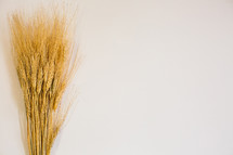 wheat on a white background 