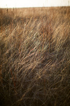 dead grass in a field 