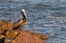 pelican on a rock 