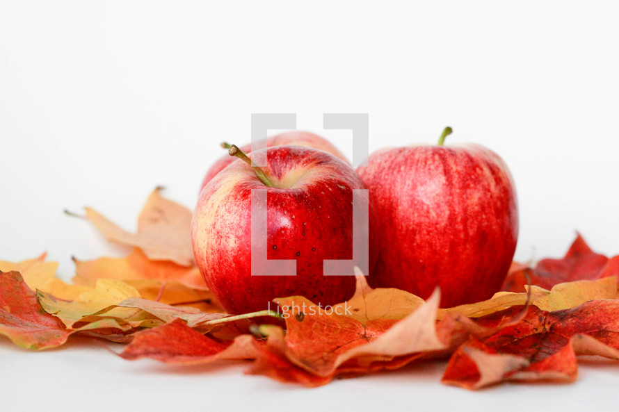 apples and leaves on a white background 
