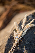 engagement ring around wheat grains 