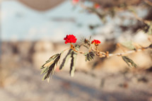 red flowers on a branch 