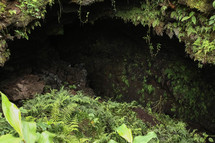 ferns in a cave 