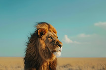 Lion on minimal background majestic