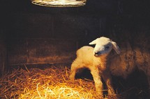 a lamb under a heat lamp 