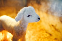 a tiny lamb 